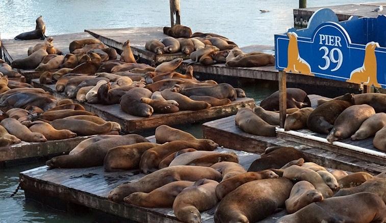 逾千海獅聚集三藩市漁人碼頭,場面墟冚。(互聯網)