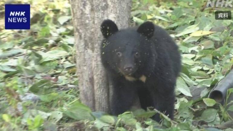 日本野熊襲擊人類事件近年增多。(資料圖片)