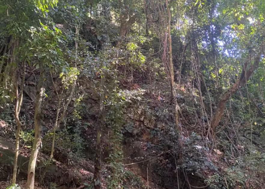 現場為約高50呎的山坡。(互聯網)