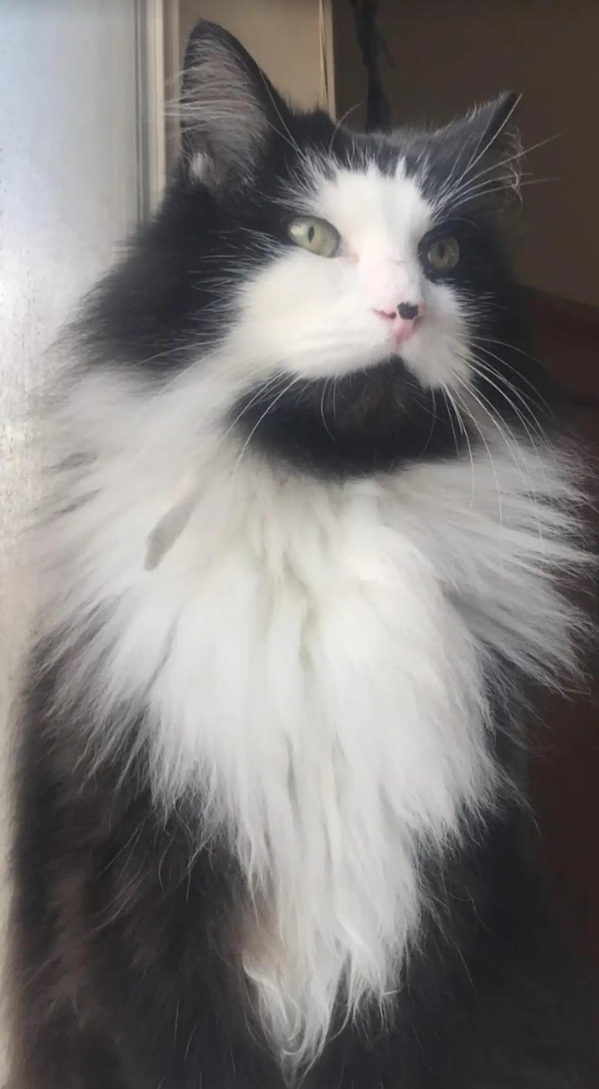 貓咪Gato與主人失散,最終一家團聚。(互聯網)