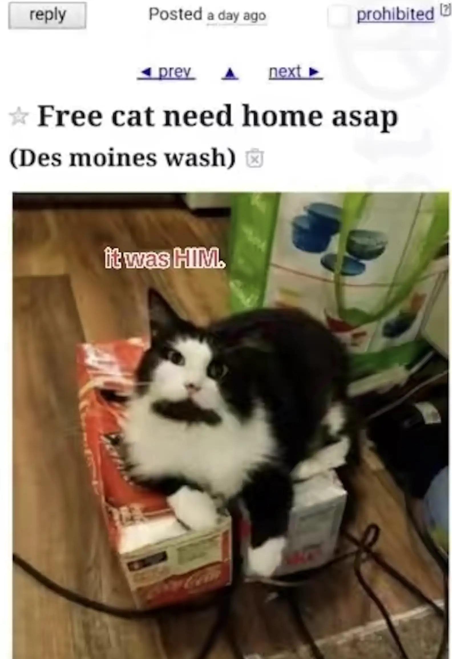 妮科爾在動物收容中心網站上發現愛貓Gato正等待收養。(互聯網)