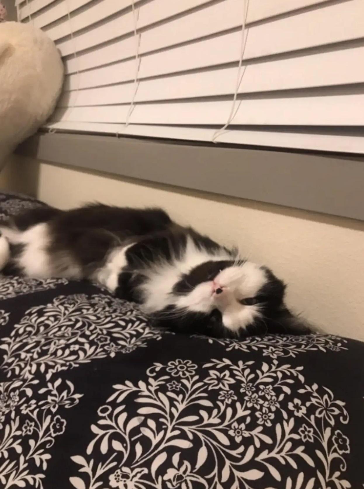 貓咪Gato萌樣。(互聯網)