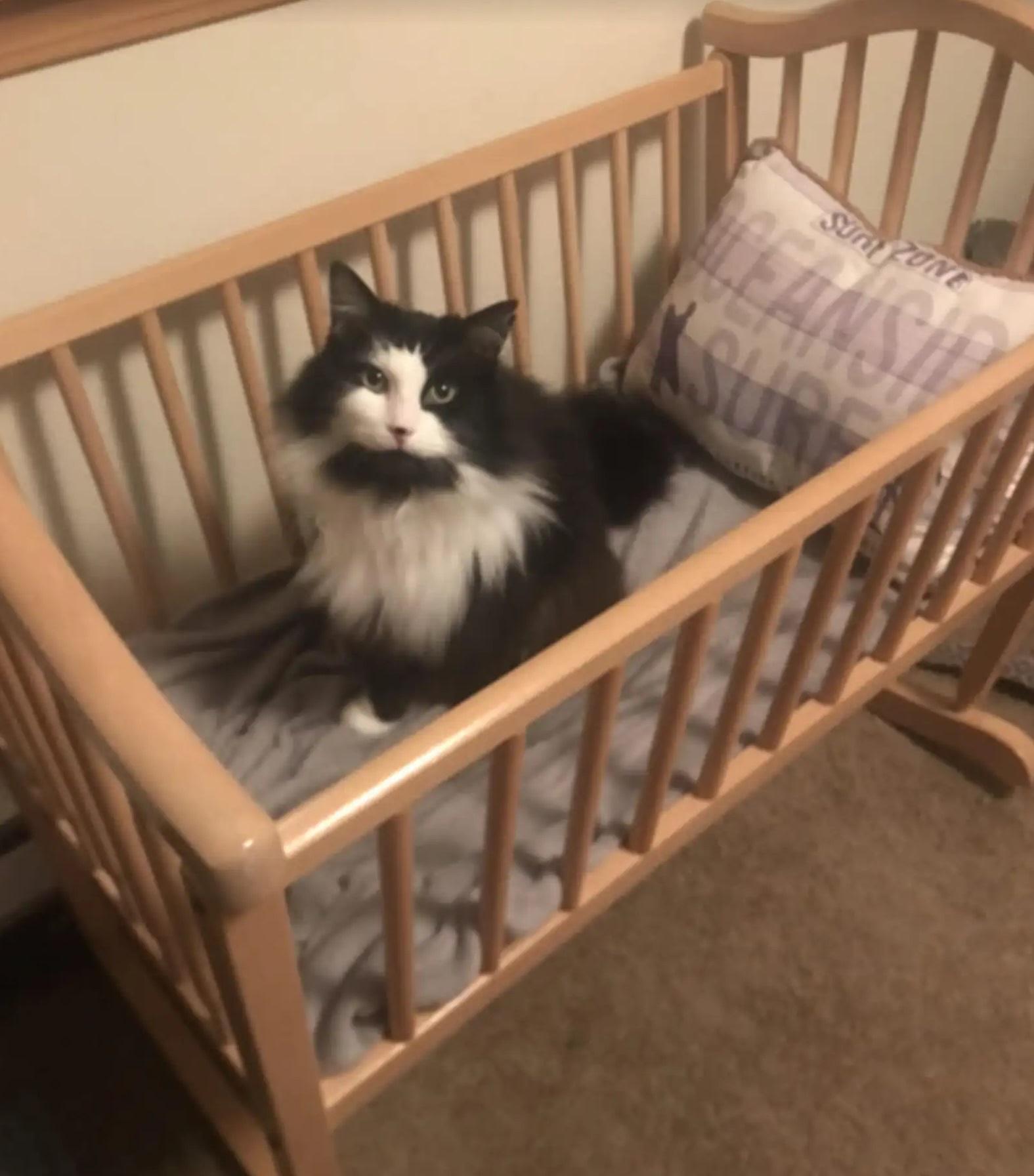 貓咪Gato與主人一家過著美滿生活。(互聯網)