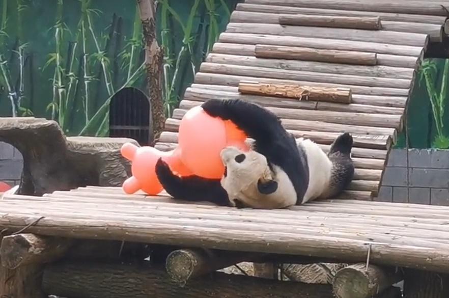 美靈是個調皮毛孩。(微博)