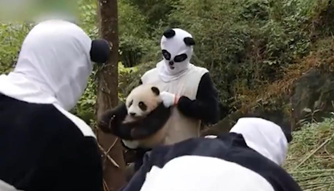 保育員定期為新小野進行體檢。(微博)