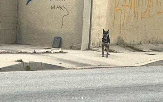 狗狗常在火場廢墟附近徘徊。(互聯網)