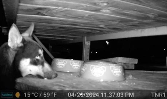 小狗捱餓,被迫吃好心人餵貓的食物。(互聯網)