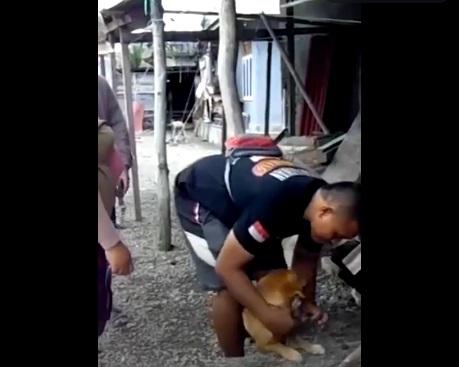 義工在島上救回被遺棄的小狗。(互聯網)