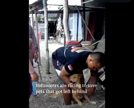 義工在島上救回被遺棄的小狗。(互聯網)