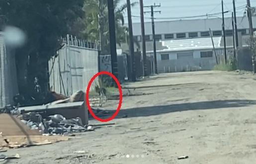 小狗又進入火場廢墟。(互聯網)