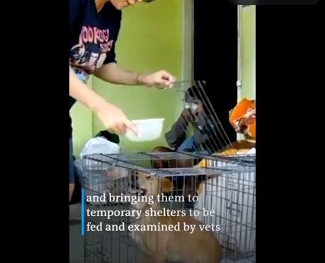 義工給小狗餵水餵食物。(互聯網)