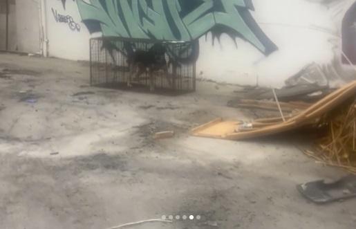 救援組織人員最終捕獲小狗。(互聯網)