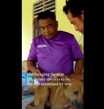 獸醫檢查小狗身體狀況。(互聯網)