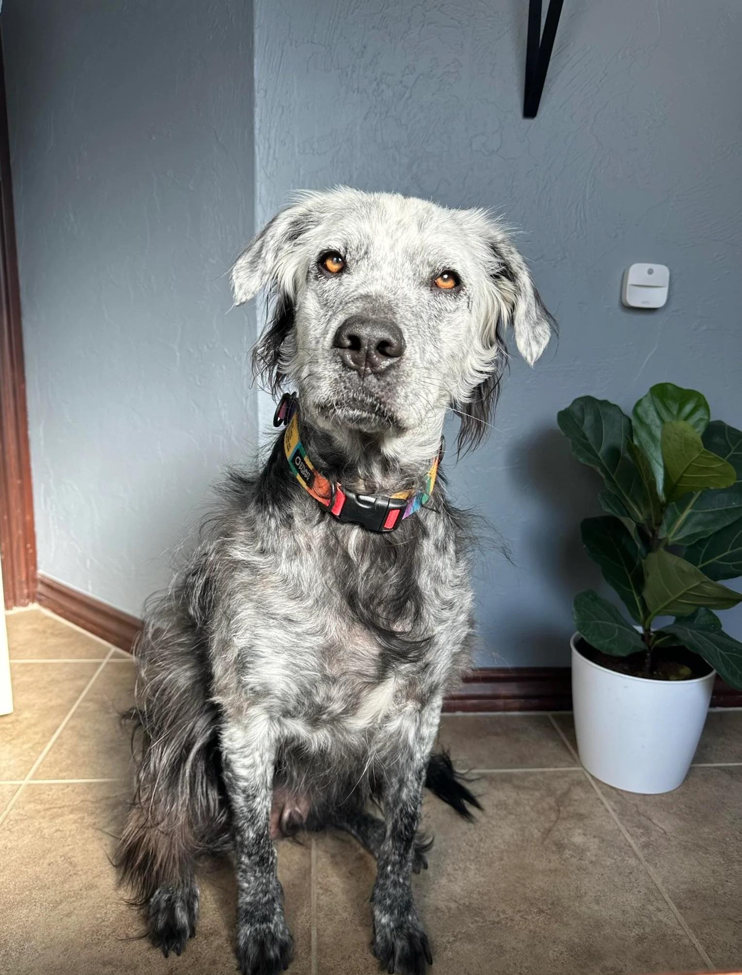 Buster傻呼呼,22年11月攝。(互聯網)