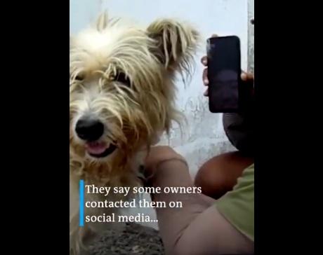 義工之前救回寵物狗,有主人聯絡他們,要接回小狗。(互聯網)