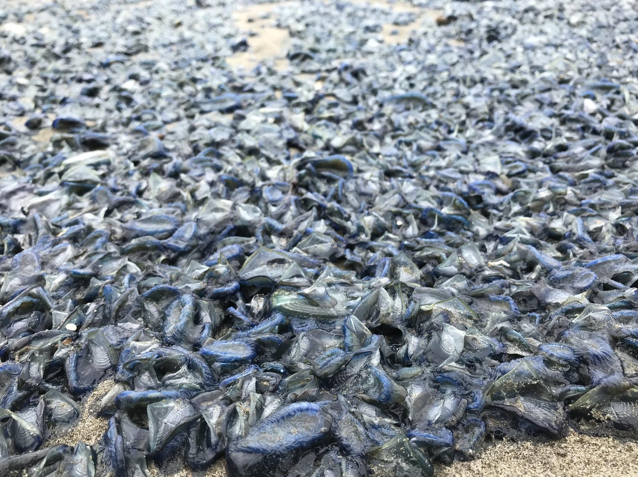 2019年大量帆水母被海潮沖上岸。(互聯網)