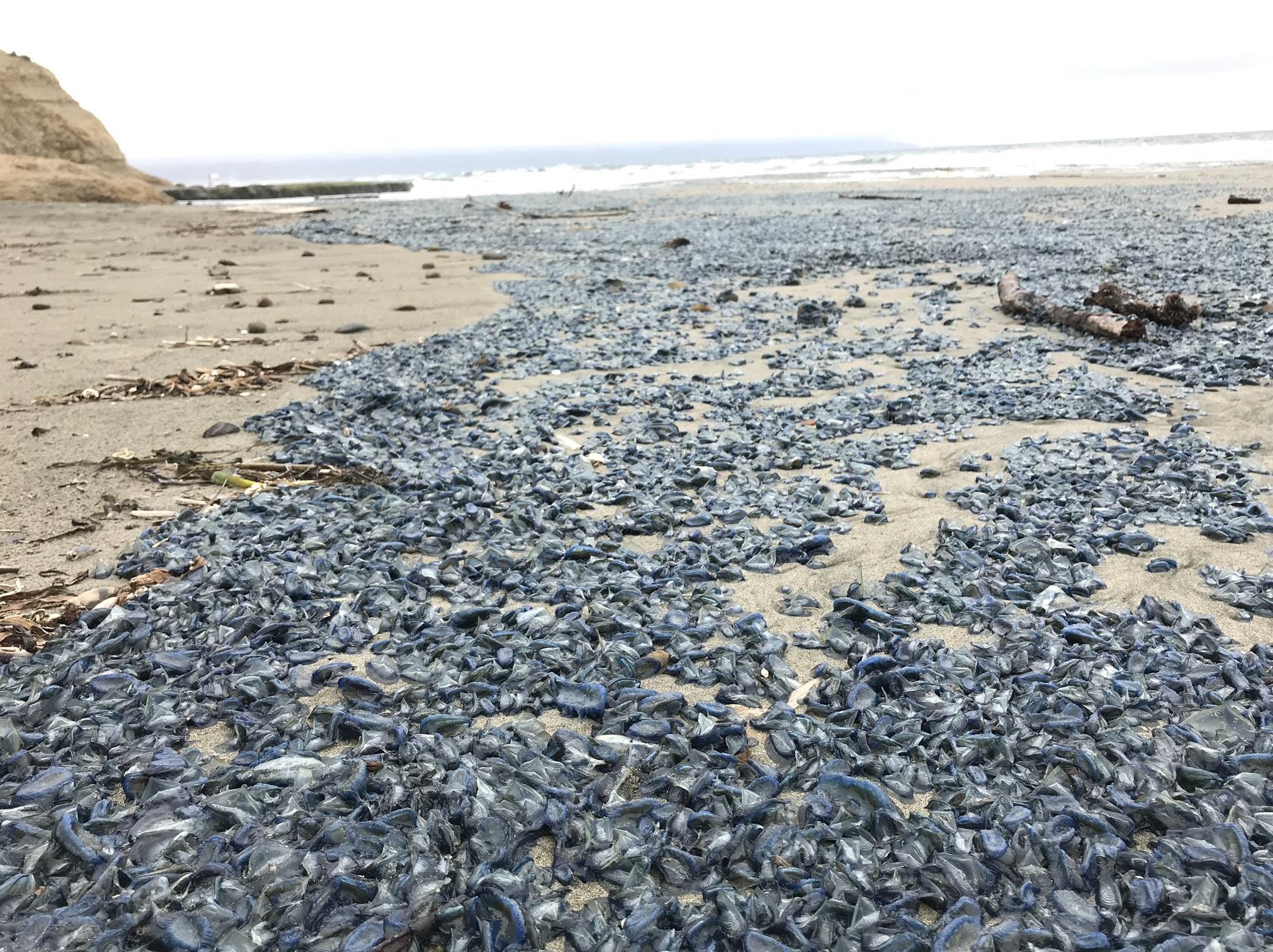 2019年大量帆水母被海潮沖上岸。(互聯網)