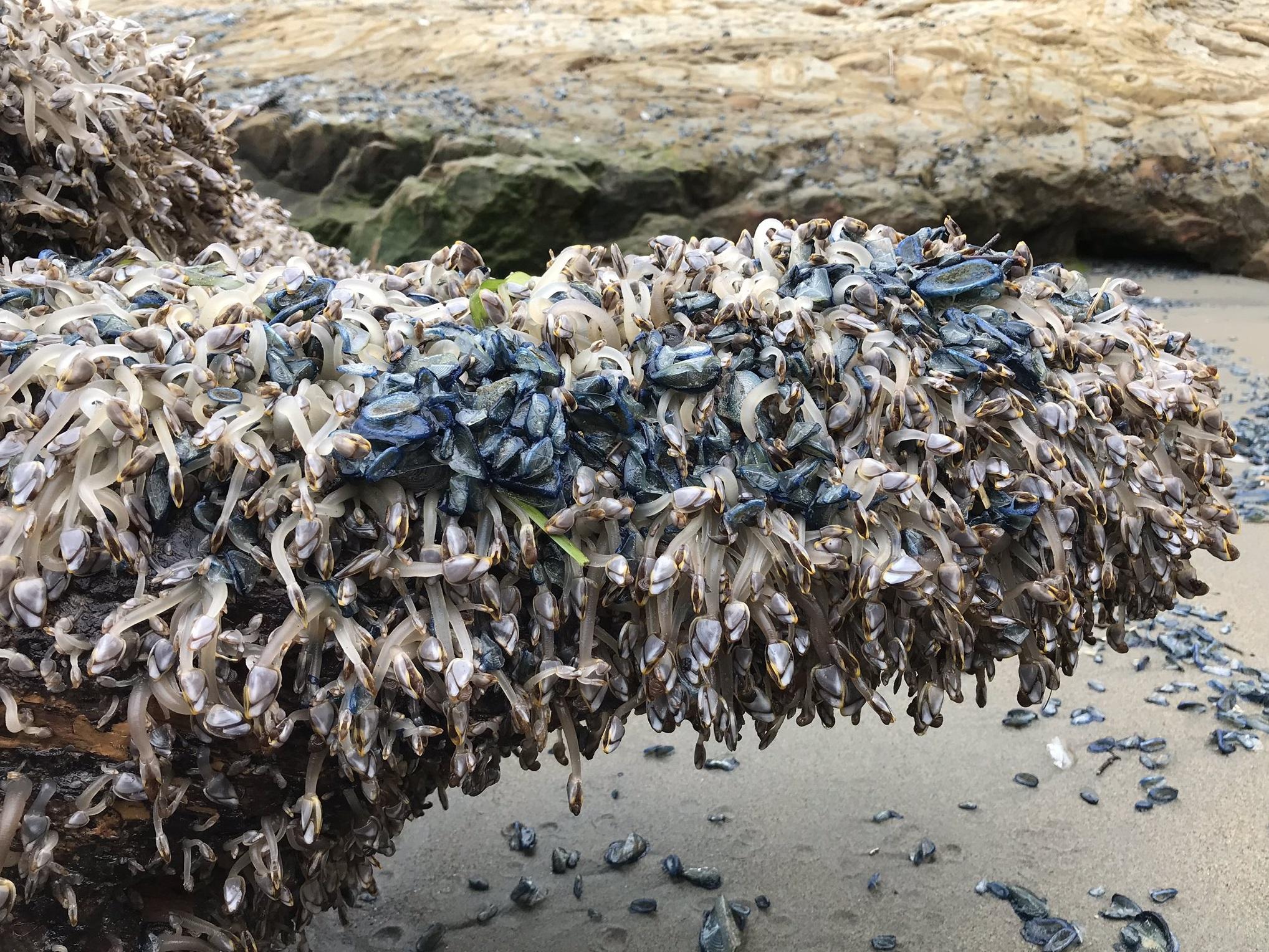 2019年大量帆水母被海潮沖上岸。(互聯網)