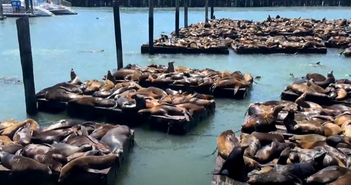 逾千海獅聚集三藩市漁人碼頭,場面墟冚。(互聯網)