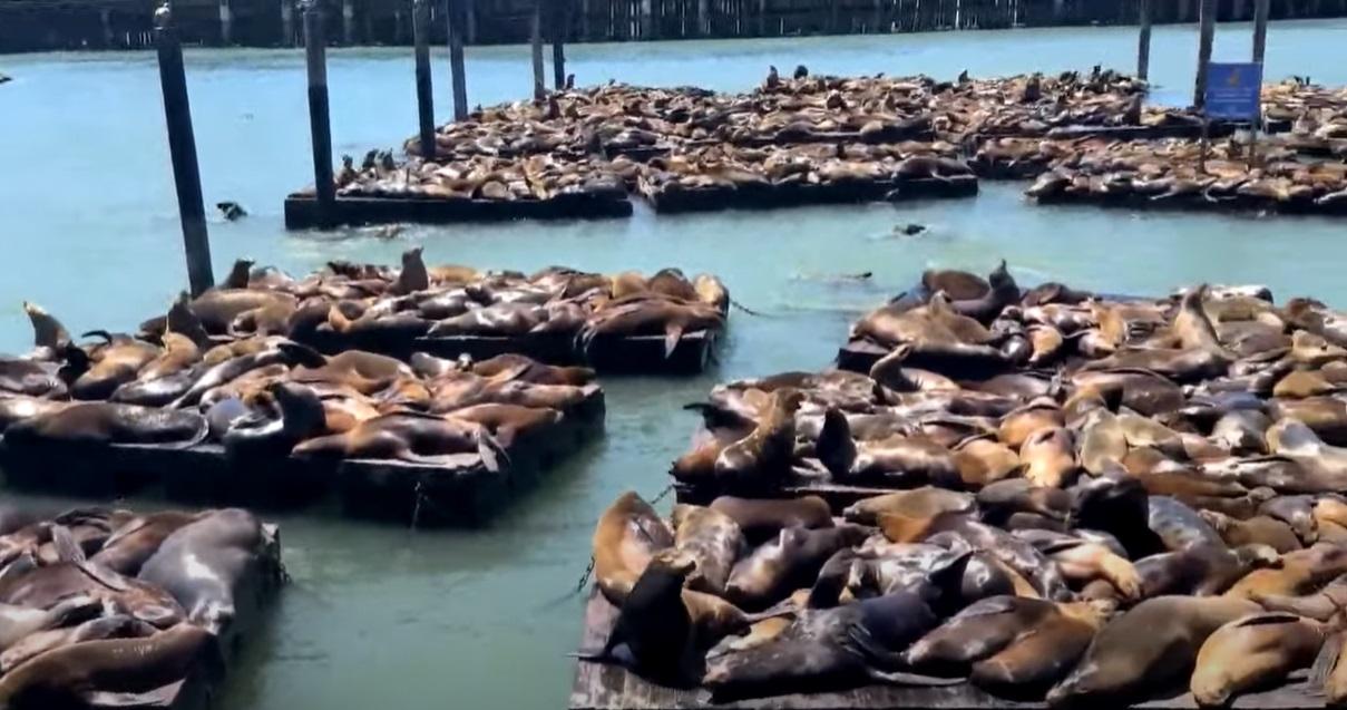 逾千海獅聚集三藩市漁人碼頭,場面墟冚。(互聯網)