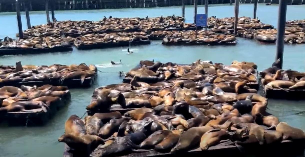 逾千海獅聚集三藩市漁人碼頭,場面墟冚。(互聯網)