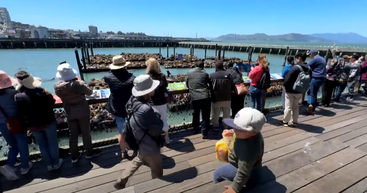 遊客湧至觀看海獅盛宴。(互聯網)