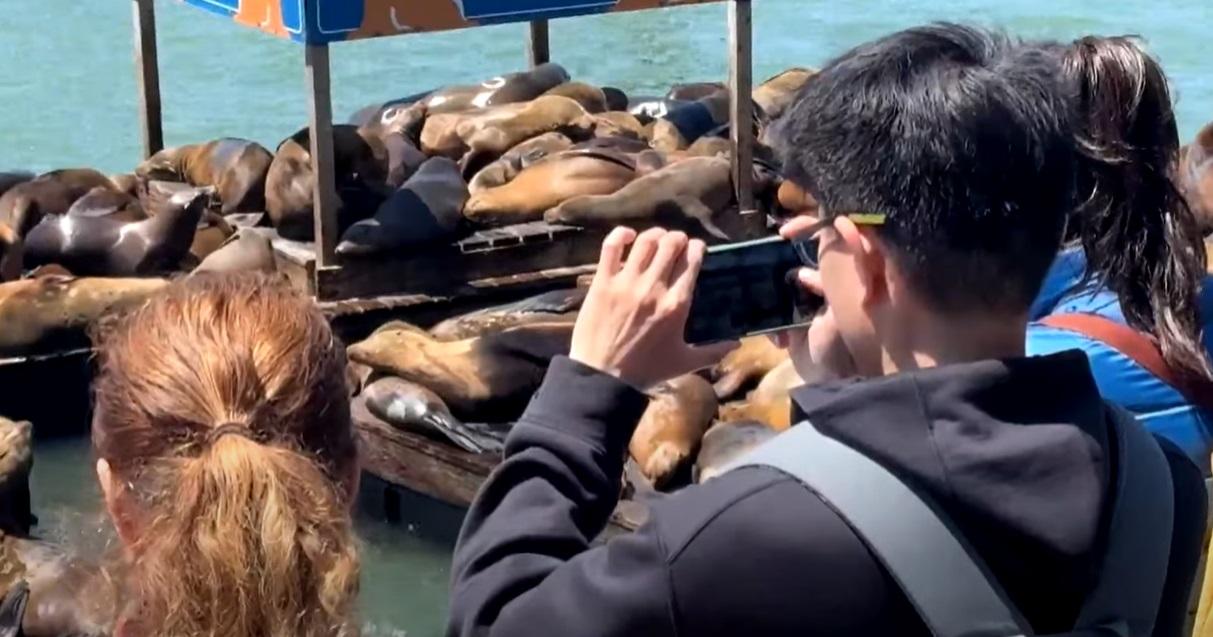 遊客觀看海獅盛宴兼打卡。(互聯網)