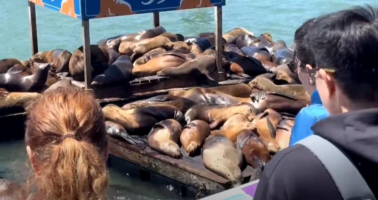 遊客湧至觀看海獅盛宴。(互聯網)