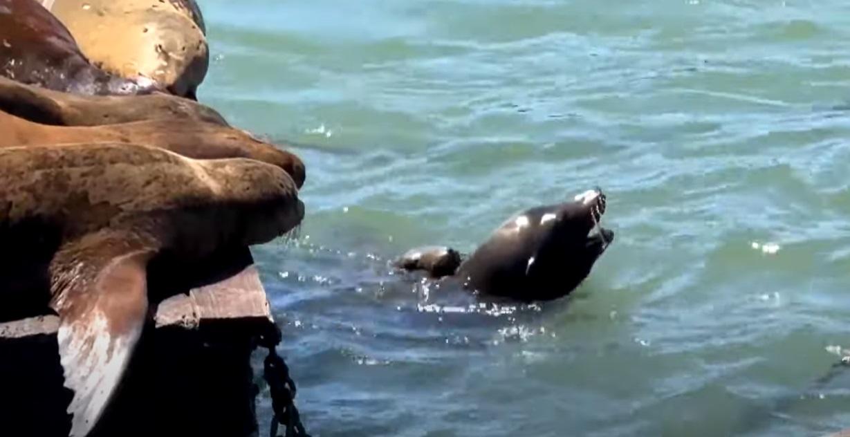 海獅暢泳。(互聯網)