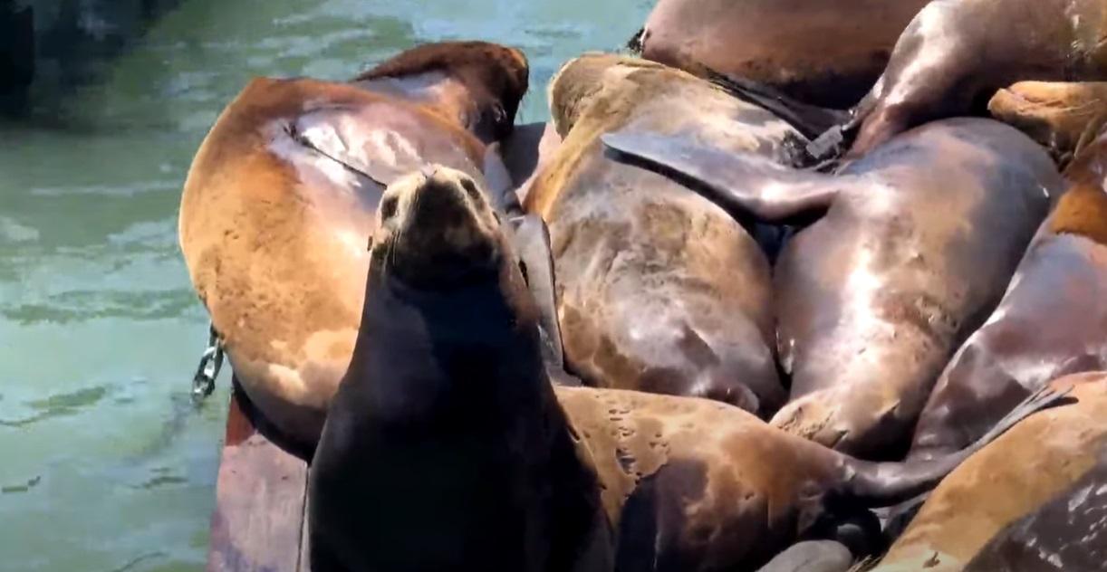 海獅懶懶的。(互聯網)