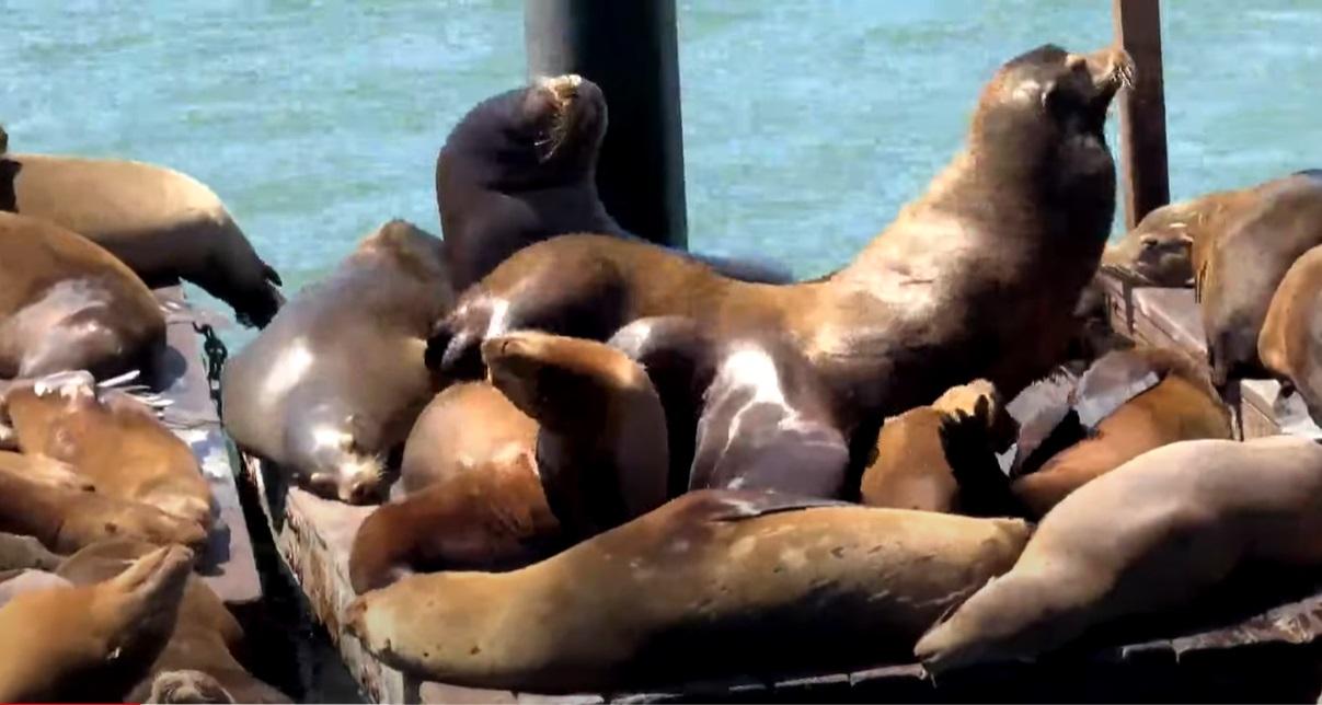 海獅懶懶的。(互聯網)