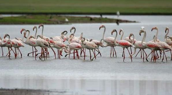 孟買濕地及海岸地區向來是紅鶴的重要棲息地之一。(互聯網)