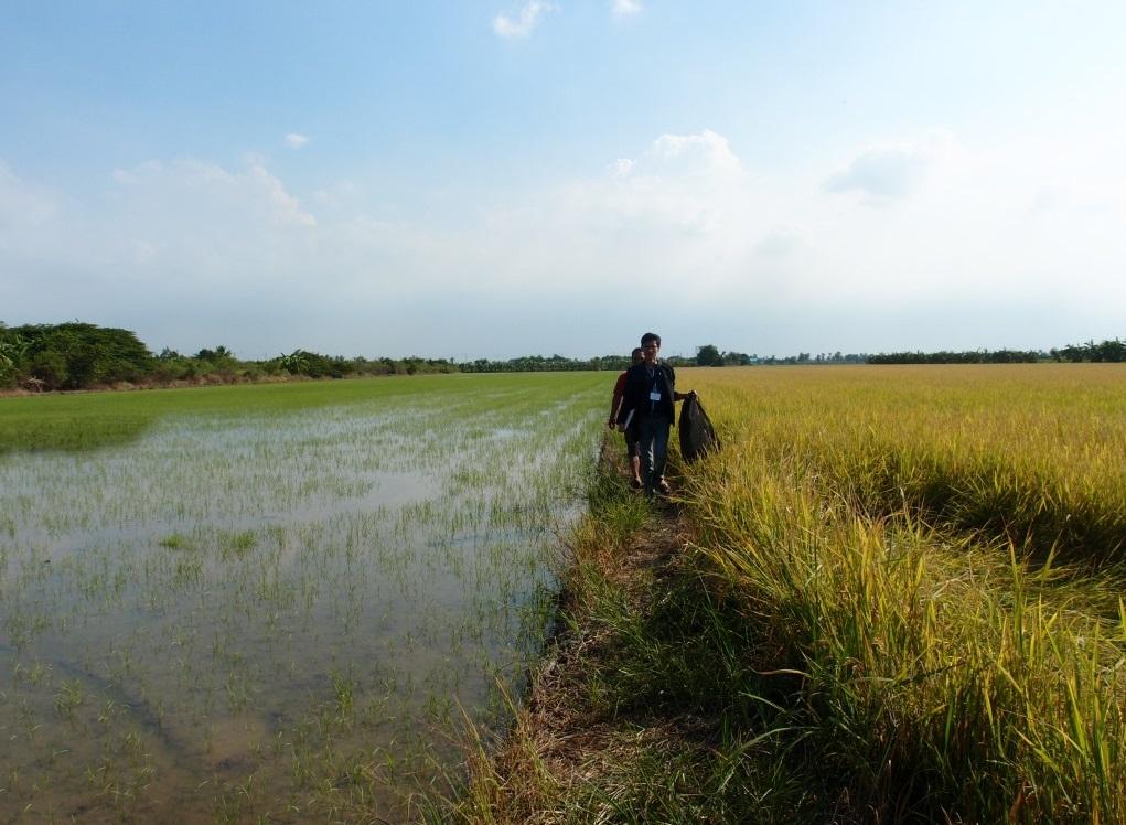 泰國米農。(互聯網)