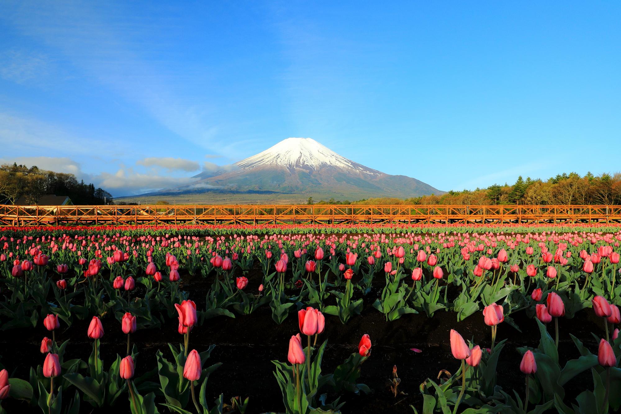 山中湖花之都公園