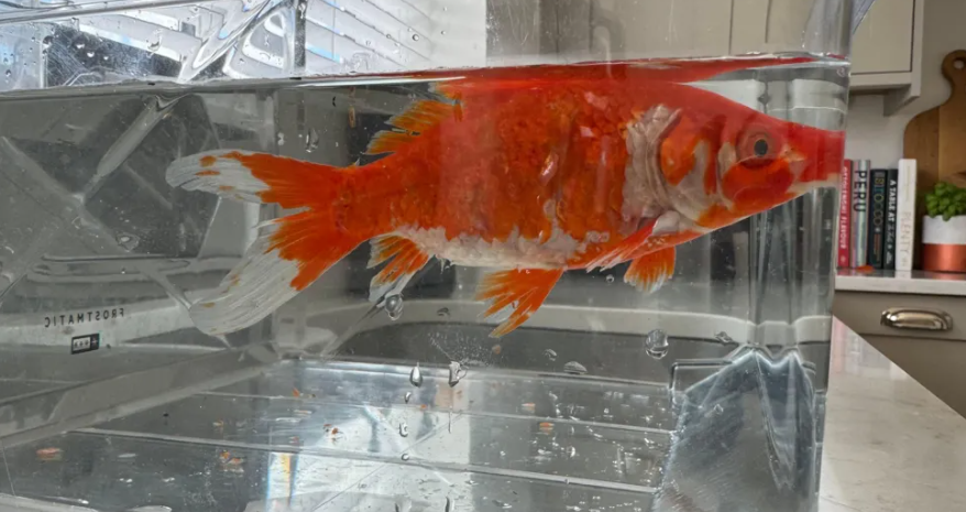 金魚Alice。(互聯網)