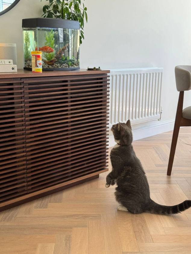 Beska家中的貓對金魚Alice虎視眈眈。(互聯網)