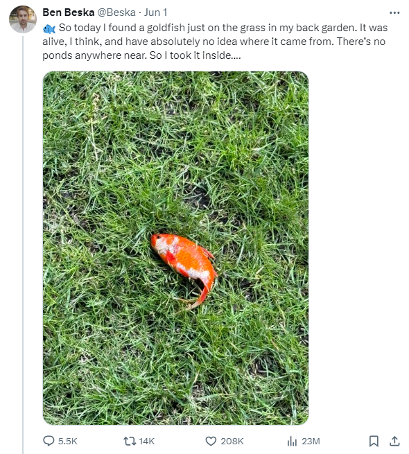 Beska救起金魚的貼文,瞬吸逾2300萬次瀏覽。(互聯網)