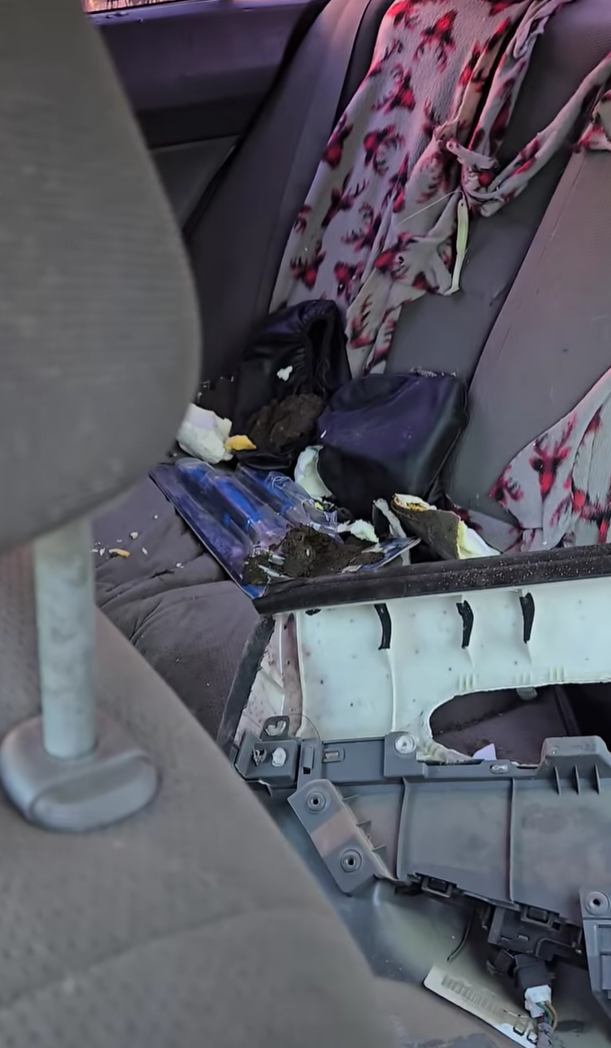 加拿大一名女子的車窗去年遭到黑熊破壞,當局隨後將這頭熊送到200公里外,沒想到這頭熊今年回來「復仇」,再次闖入她的汽車搞破壞