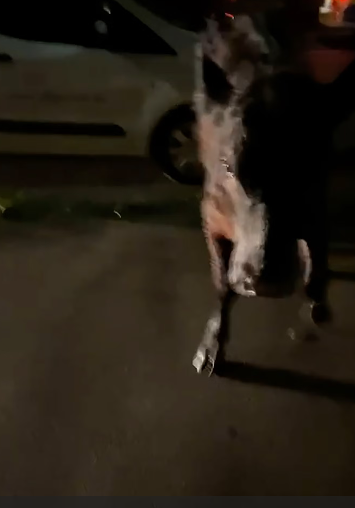 英國一名警員駕駛警車,在馬路上撞向一隻正於街頭奔走的小牛,影片引發輿論嘩然。