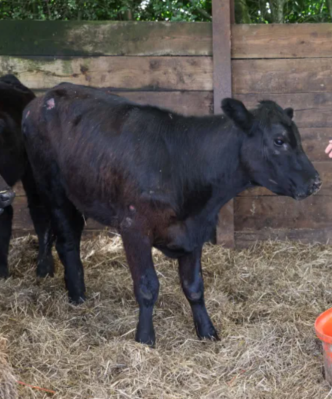 牛隻腳部受傷,現時已回歸穀倉養傷。 (網上圖片)