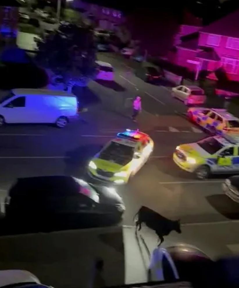 英國一名警員駕駛警車,在馬路上撞向一隻正於街頭奔走的小牛,影片引發輿論嘩然。