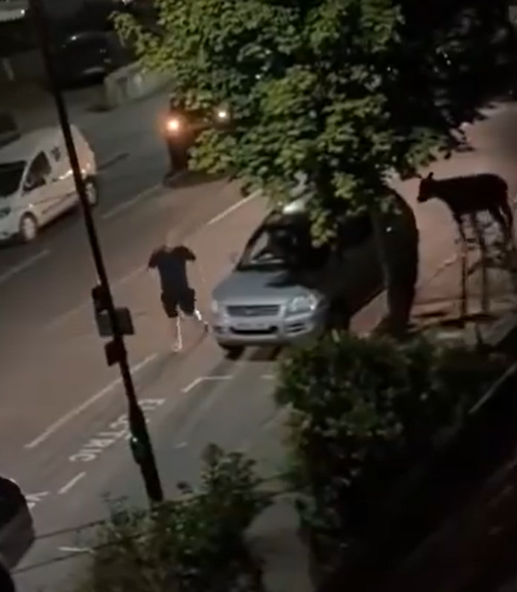 該段長半分鐘的影片發生在英國倫敦西南部的薩里郡(Surrey),由附近居民於晚上時分目擊拍下,一名男子在馬路邊,被一隻黑色小牛追隨