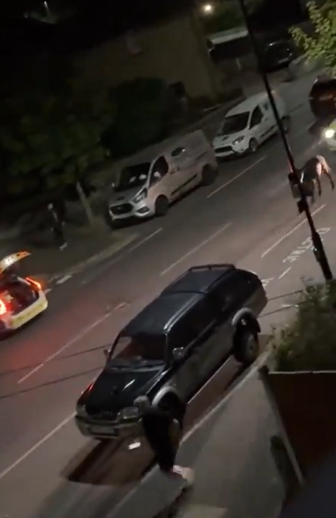 小牛其後走到馬路上,及後一輛警車全速駛至撞小牛,牠被撞飛數米外倒地。