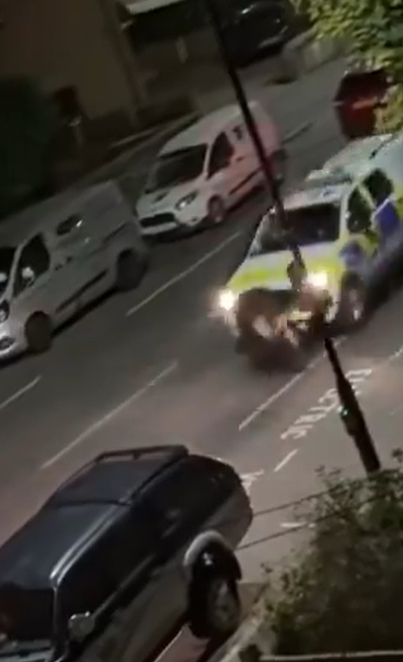 小牛其後走到馬路上,及後一輛警車全速駛至撞小牛,牠被撞飛數米外倒地。