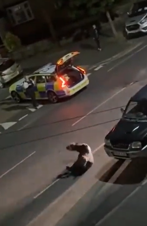 小牛其後走到馬路上,及後一輛警車全速駛至撞小牛,牠被撞飛數米外倒地。