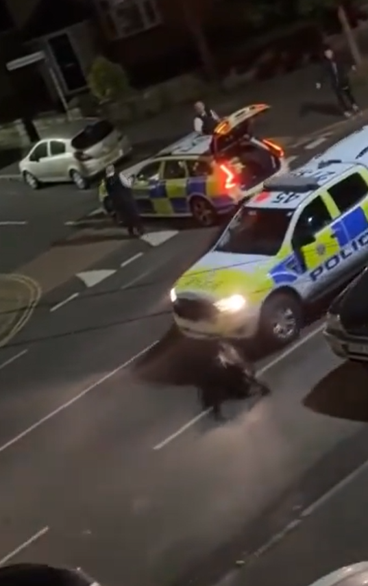 惟警車未有停下,並再衝前再次撞向剛站起的小牛,將其頭部輾壓在車頭下