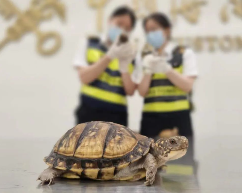 皇崗海關關員在福田口岸查獲一名旅客身藏6隻活體龜,意圖走私進內地。(中國海關總署)
