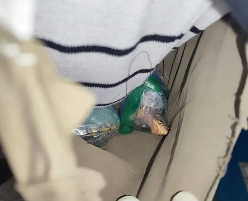 皇崗海關關員在福田口岸查獲一名旅客身藏6隻活體龜,意圖走私進內地。(中國海關總署)