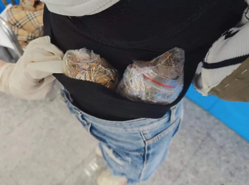 皇崗海關關員在福田口岸查獲一名旅客身藏6隻活體龜,意圖走私進內地。(中國海關總署)