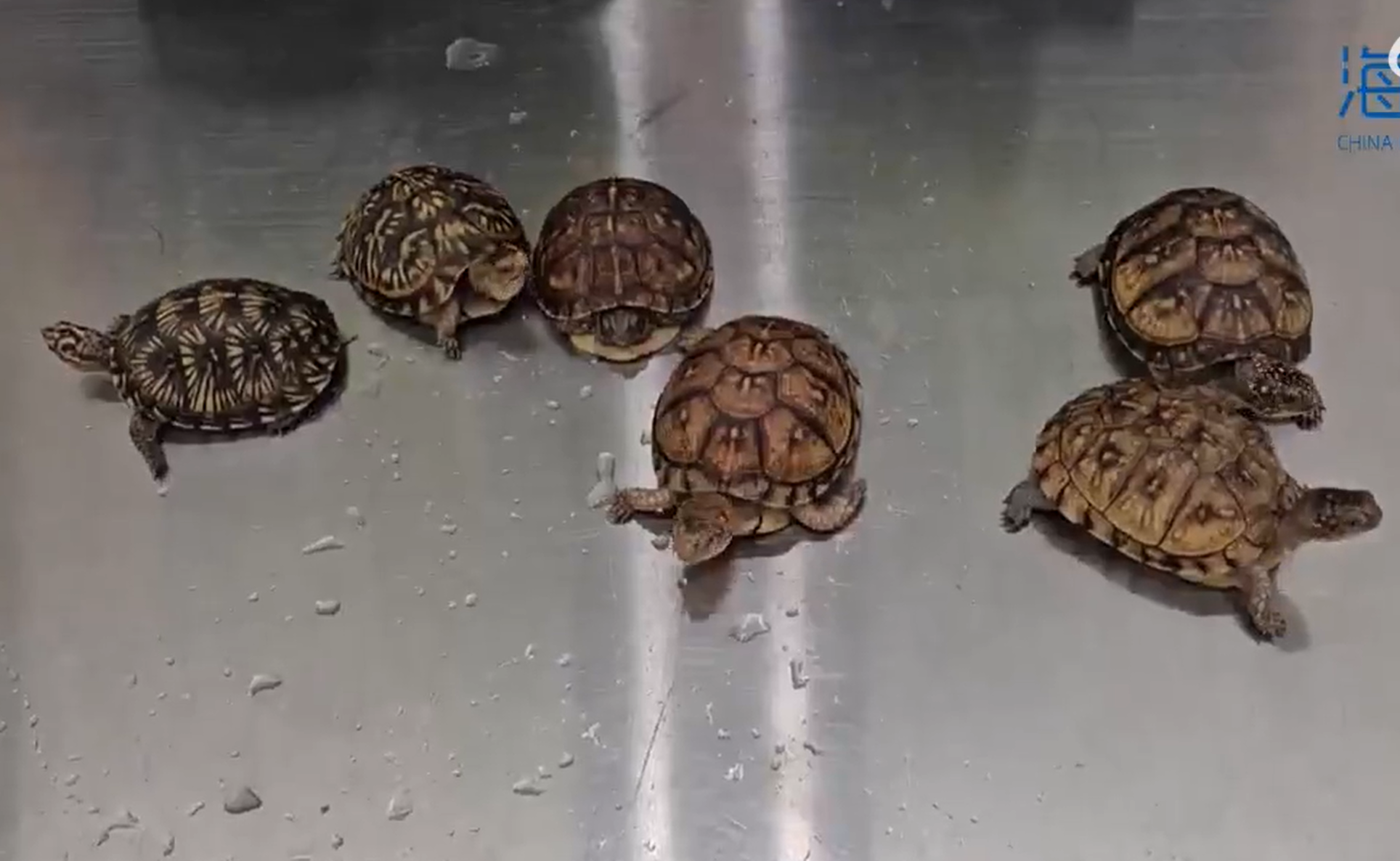 皇崗海關關員在福田口岸查獲一名旅客身藏6隻活體龜,意圖走私進內地。(中國海關總署)